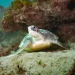 Port Stephens Marine Forum 2026